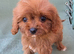 Beautiful Cavapoo Puppies