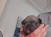 Kc reg french bulldogs