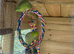 Male and Female Parrotlets.?