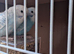 Budgies - Various Colours