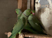 Three male Ringneck