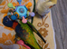 Rainbow lorikeet