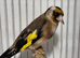 Mutation British Birds (Goldfinch, Redpoll & Siskins)