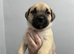 Mix breed pups for sale!