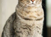 Tabby kitten