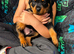 Rottweiler puppy&rsquo;s