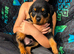 Rottweiler puppy&rsquo;s