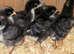 Cuckoo Marans Chicks Hatching Soon &ndash; Reserve Now