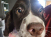 Springer spaniel puppies