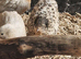 Button quails