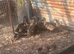 Mallard ducks
