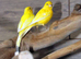 Yellow Canaries,2