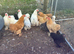 Point of lay pekin bantam chickens