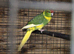 Kakariki