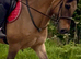 Stunning Highland x Happy hacker gelding 15h 7 yrs old