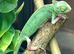 Stunning baby Yeman chameleons