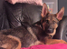 Male sable german shepherd pup