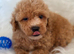 Maltipoo puppies small toy Maltese x toy poodle red apricot dog puppy