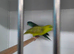 Lineolated Parakeet breeding pairs for sale