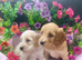 Cockapoo pups