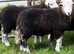 Herdwick tup lambs