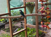 blue male conure