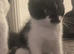 2 last kittens black and white