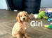 Lilac stunning litter of apricot cockapoo girls and boy