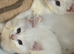 Stunning Ragdoll x ragdoll bsh Pure white READY NOW!
