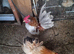 Hatching eggs