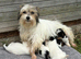 Beautiful  biewer terrier puppy