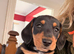 Isabella dachshunds