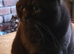 Beautiful Fawn British shorthair