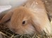 Selection of young rabbits
