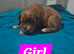 Cocker Spaniel Puppies