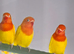 Fisher Lovebirds