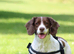Female English Springer Spaniel (Cassy)