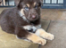 Isabella German shepherd