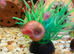 Ramhorns snails (fish tank)