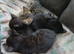 4 kittens ready for there forever good home