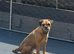 Border Terrier girl