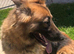 German Shepherd female
