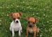 Jack Russell