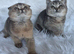 Beautiful fold and straights kittens