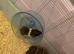 Syrian hamster