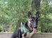 Mali x gsd