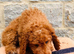 Cockapoo puppies for sale