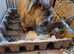 Bonded sister lionheads