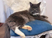 Maine coon