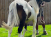 Tri coloured colt